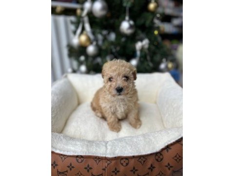 Irkının en güzel örneği orjinal maltipoo