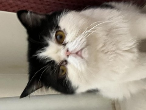 3 yaşında erkek exotic shorthair sahiplendirilecektir