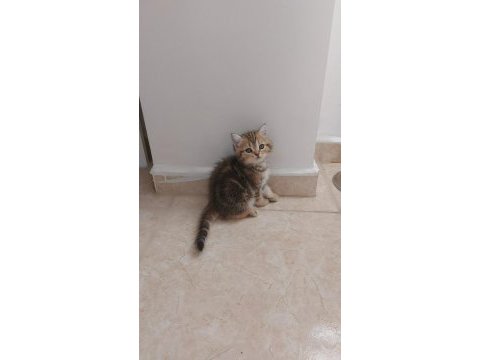 Scottish fold/ british shorthair yavrular