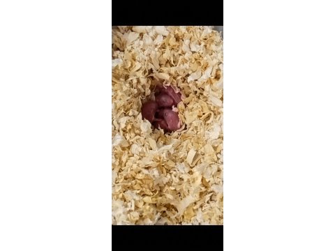 Campbell hamster yavruları