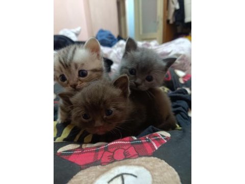 Cinnamon ve lilac british bebeklerim ailelerini arıyor