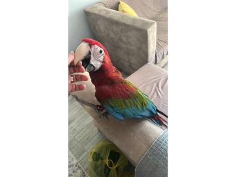Yavru macaw