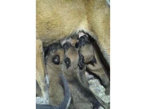 Meşhur malinois pusu dan muazzam bebek maligatorler