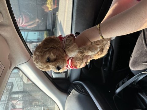 Maltipoo son yavru