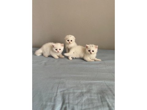 2 tane british shorthair 1 tane scottish fold
