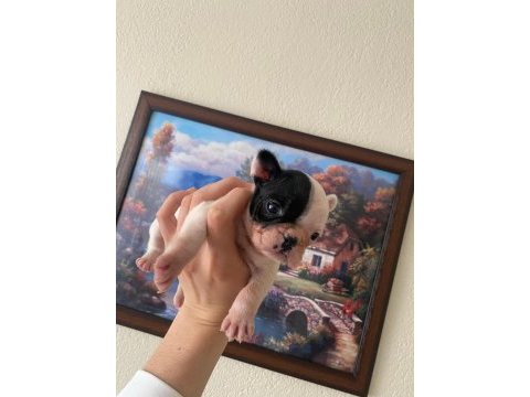 Safkan french bulldog yavrum 45 günlük