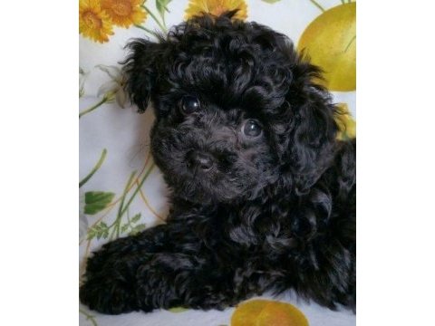 Sevimliliğiyle büyüleyen siyah toy poodle