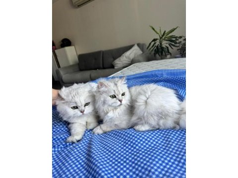 Kediler iyi bakabilecek bir aileye ücretsiz verilecektir