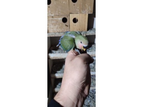 Bebek yavrumuz el beslemesi için hazırdır buyrun