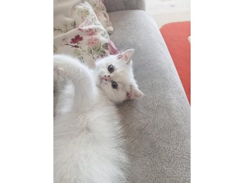 British longhair yavru kedimiz
