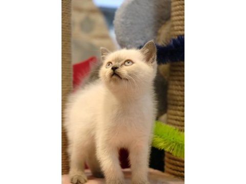 British shorthair yavrularımız teslime hazır