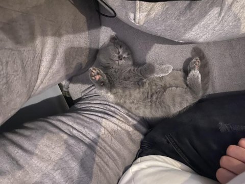Scottish fold kedimiz uygun ev aranıyor
