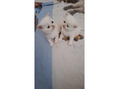 Küçük minnak kediler