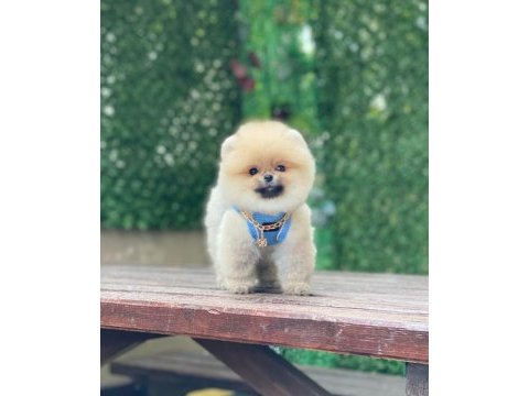 Pomeranian teddy face yavruları