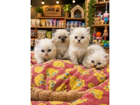 British longhair bebeklerimiz