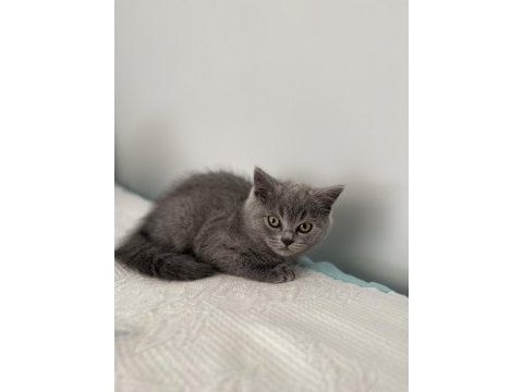 British shorthair 2 aylık dişi