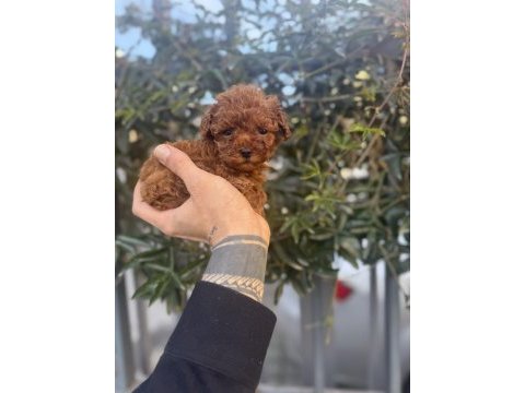 Red brown kore poodle yavrularımız