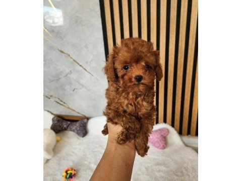 Aşılı mikroçipli toypoodle yavrularımız 