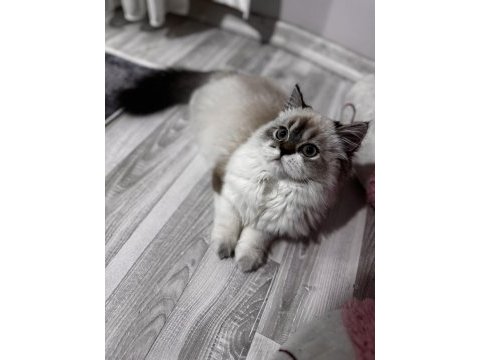 2 aylık british long hair blue point