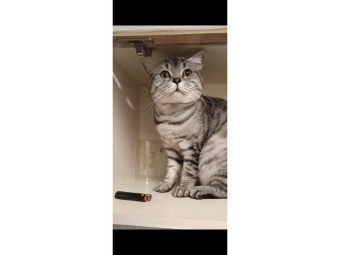 1,5 yaşında erkek silver tabby british shorthair