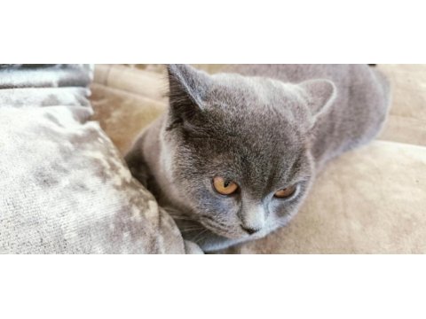 British shorthair kedim