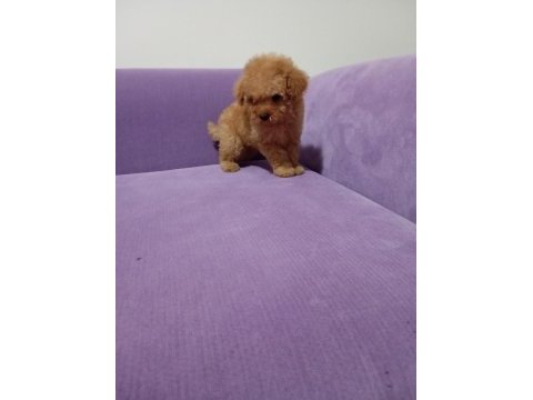 Poodle yavrularımız toy ve mini boy renk renk