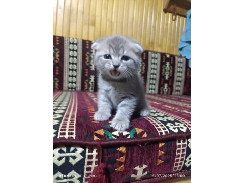 35 günlük sağlıklı erkek scottish fold bebişler