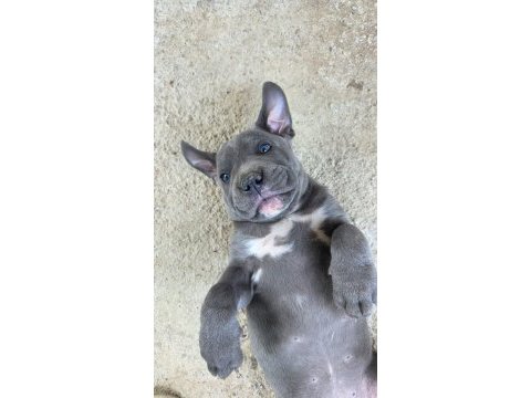 Cane corso blue
