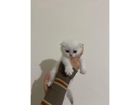 Safkan scottish fold brıtısh shorthaır yavrularım
