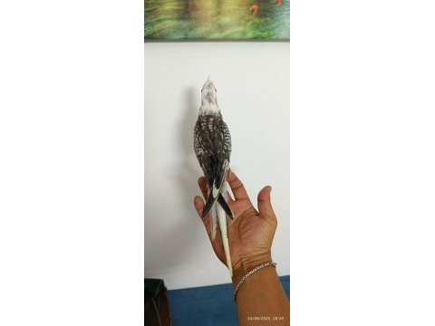 Yavru wf perl ev üretimi baba sı albino