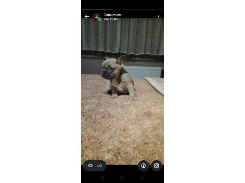 Mavi gözlü french bulldog yavrularımız