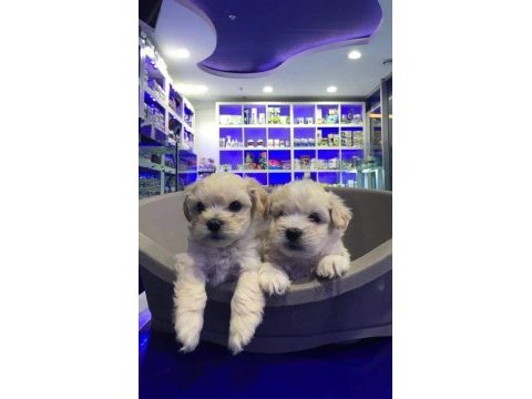 Maltese terrier