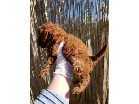 Toy poodle bebeklerimiz rezervasyona açıktır