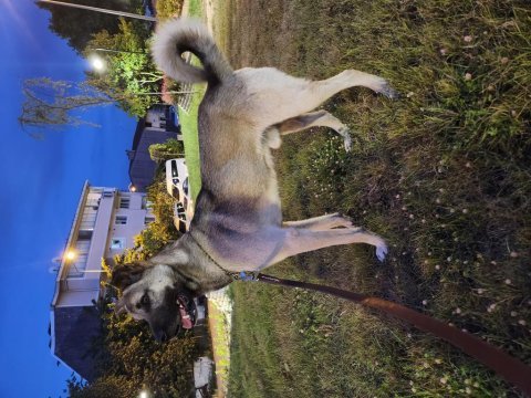 4 yaşında melez karakteri uysal uyumlu bir köpeğimiz