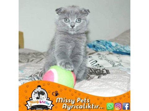 Scottish fold blue
