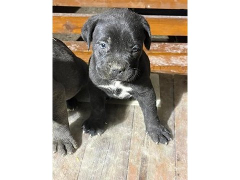 Cane corso 1,5 aylık yavru