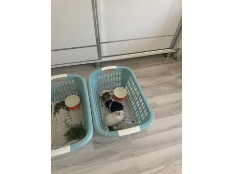 Acil yuva aranıyor ücretsiz sahiplendirme tavşan