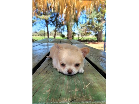 Kaliteli erkek longhair chihuahua