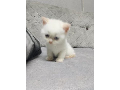 Scottish fold yavrularımız