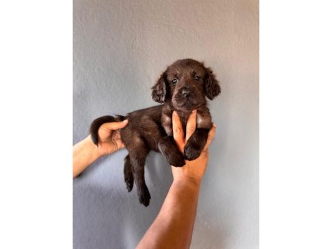 Mükemmel kalitede labrador bebeklerimiz için acele edin