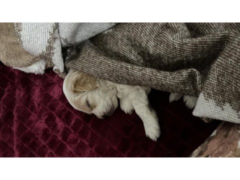 3 aylık terrier