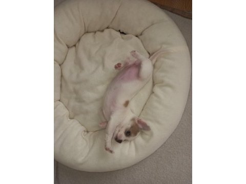Mini şivava