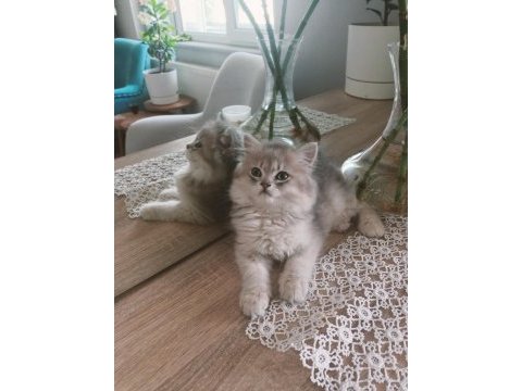 Anne baba şecerelidir tam bir saf kan british longhair
