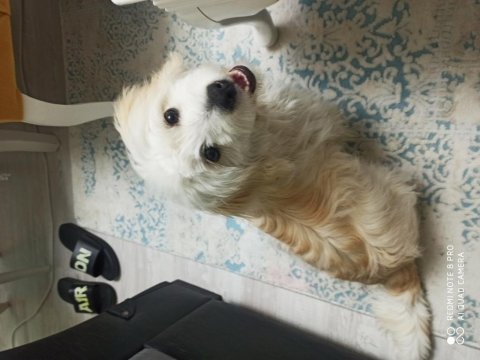 8 aylık maltese terrier