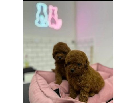 Kore red brown safkan toy poodle yavrular