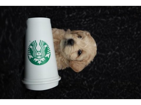 Maltipoo yavrularımız rezervasyon için müsaittir