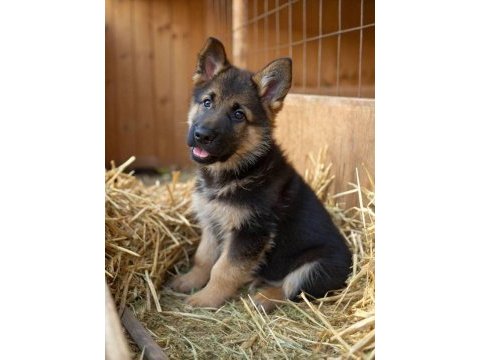 K9 alman kurdu yavrularımız