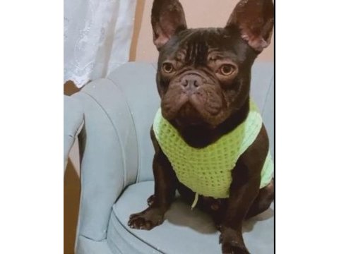 Cift kopya choco kaliteli erken soyu guzel frenchbulldog
