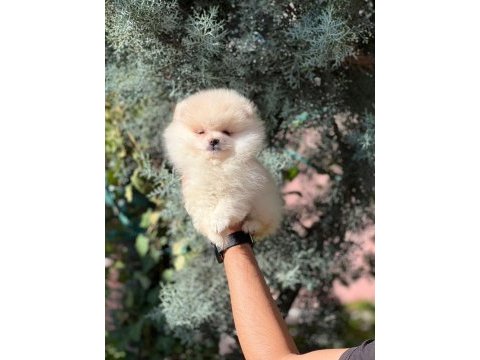 Safgan ırk garantisi yavrularımız pomeranian boo