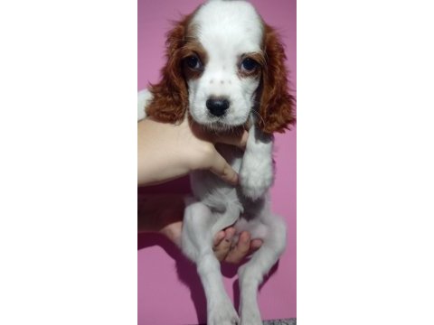 Sağlıklı ırk garantili tatlı king charles yavruları